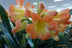 P1050980