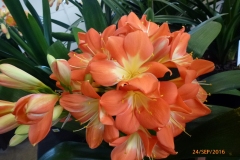 P1050982