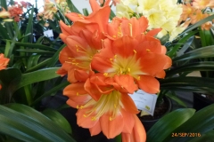 P1050987