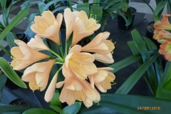 P1050993