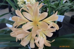 P1060004