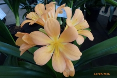 P1060007