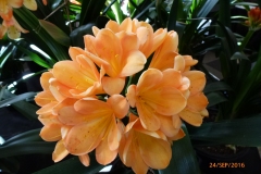 P1060015