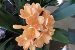 P1060016