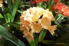 P1060026