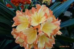 P1060040