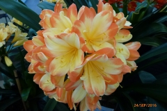 P1060041