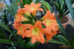 P1060047