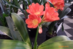 P1060050
