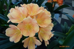 P1060052