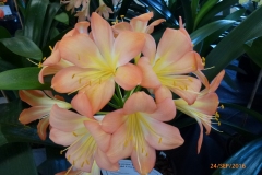 P1060074
