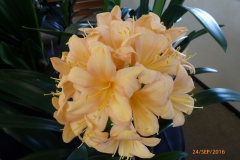 P1060082