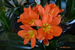 P1060096