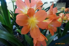 P1060100
