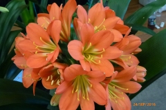 P1060124