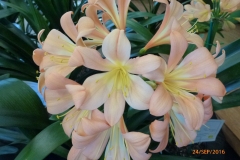 P1060126