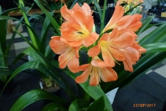 P1060650