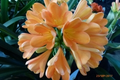 P1060677