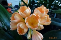 P1060695
