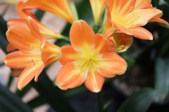 IMG_3080