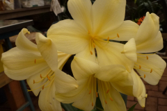 Morris Yellow x Chubb Peach - Brenda Girdlestone & John Mackenzie