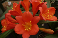 (Orange x yellow-hybrid) x (Belgium red x Doris) - Brenda Girdlestone & John Mackenzie