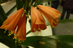 P1100419JPG