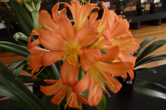 P1100471