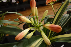 P1100481