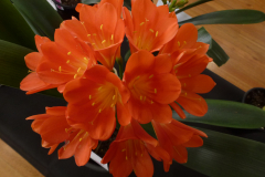 P1100509
