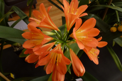 P1100529