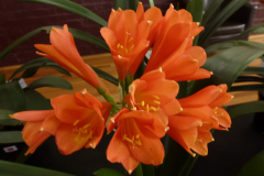 P1100537