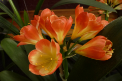 P1100539
