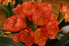 P1100544