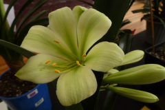 P1100546