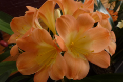 P1100549
