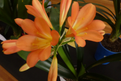 P1100557