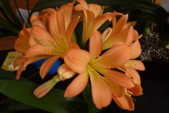 P1100559
