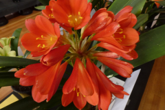 P1100575