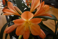 P1100583