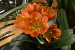 P1100586