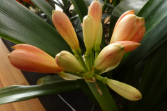 P1100589