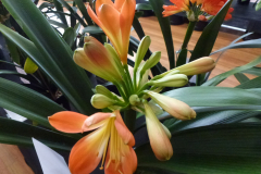 P1100594