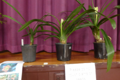 P1100604