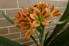 P1100959