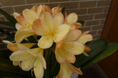 P1110219