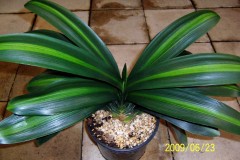 MI-Margin-Variegated-hybrid