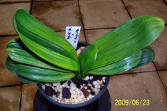 Miniature-Negishi-Var.-X-Chinese-Mini-Margin-Variegated-hybrid