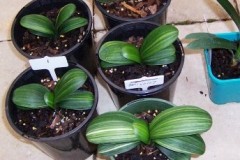 Variegated-Daruma-seedlings-Gp-1