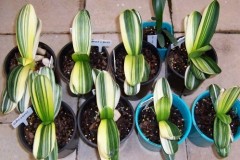 Variegated-Daruma-seedlings-Gp-3